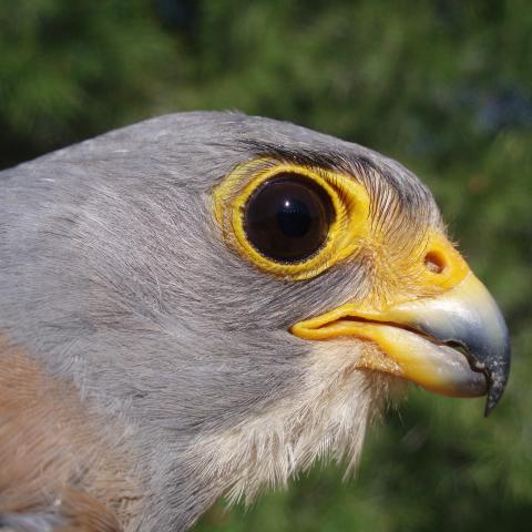 Macho de cernícalo prinilla (Falco naumanni)