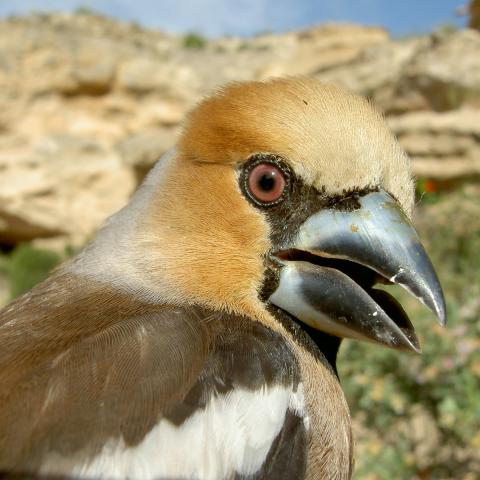 Macho de picogordo (Coccothraustes coccothraustes)