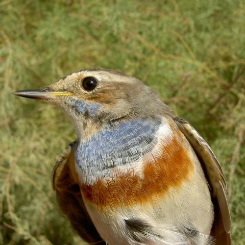 Macho de ruiseñor pechiazul en la Laguna de Pétrola