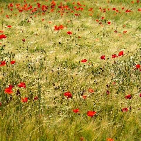 La fotografía está tomada cerca de la aldea de Ciruela, a unos 10 km. De Ciudad Real, a principios del mes de junio de 2010.