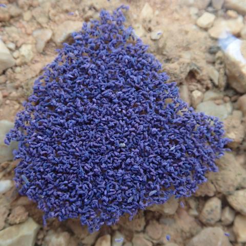 A pesar de su extraño aspecto, es una masa de colémbolos flotando en un charco