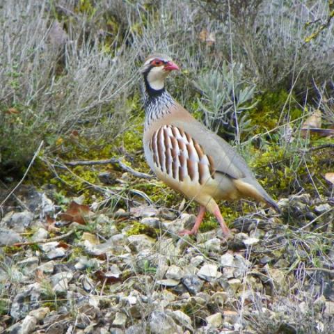En unos de mis frecuentes paseos me encontré con este precioso ejemplar de perdiz, la cual permaneció inmóvil los segundos necesarios para realizar la fotografía.