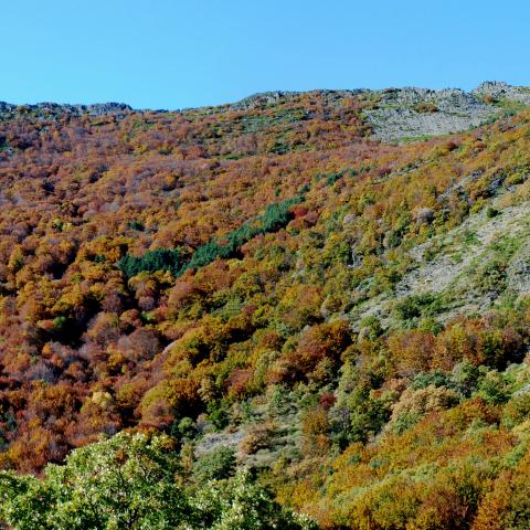 Con el otoño, se prepara el Hayedo de Tejera Negra para el estallido de color estacional.
