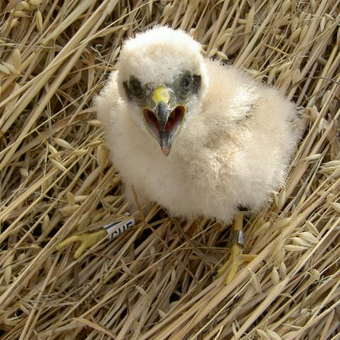 Pollo de aguilucho Cenizo