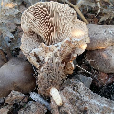 Una de las setas más apreciadas en Castilla-La Mancha es la seta de cardo (Pleurotus eryngii).