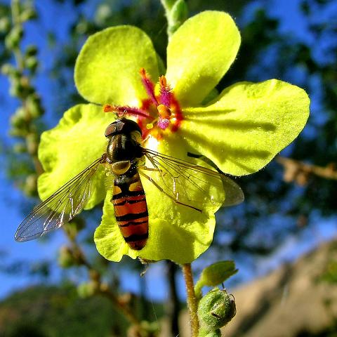 Ejemplar de mosca cernidora (Episyrphus balteatus), voraz devoradora de áfidos, sobre un gordolobo, flor de la vergüenza, o resentida (Verbascum sinuatum).