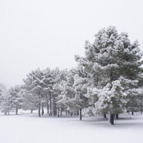 Tomada en el puerto del Arenal (Riopar) en los fríos días de invierno. Una copiosa nevada que convierte el paisaje en una bella postal en blanco y negro.