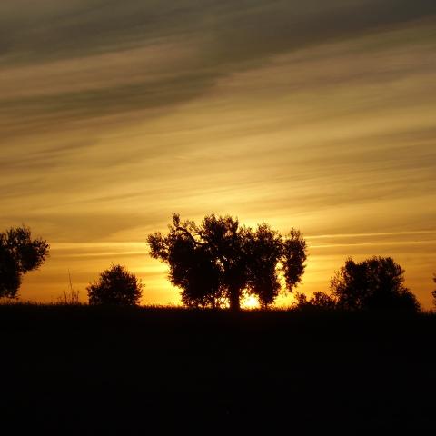 Olivar al atardecer