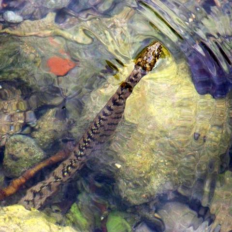 Serpiente común de agua en el paso del río Júcar por Alcalá del Júcar en este verano.