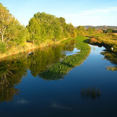 Rio Bullaque a su paso por “ Las casas del río” en Porzuna, deleitándonos con su gran lengua de nenúfares, únicos en la zona.