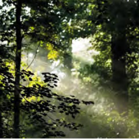 Imagen de bosque