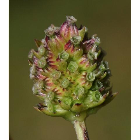 Detalle de fructificación de Succisella andreae-molinae