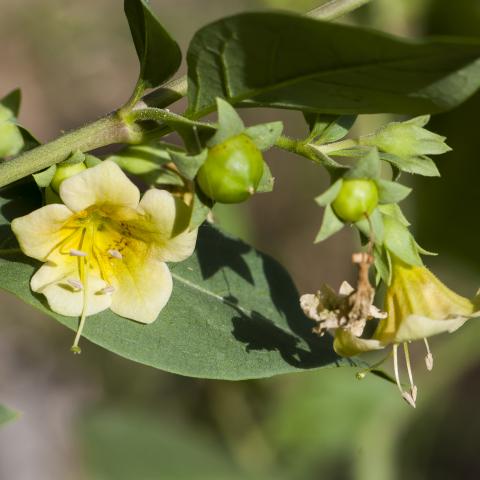 Atropa baetica Willk. Tabaco de pastor en el Alto Tajo