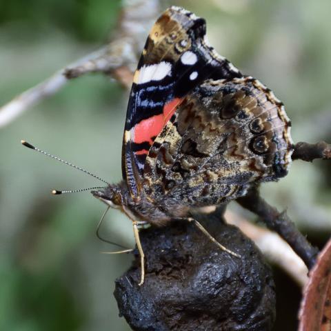 Vanesa atalanta, reina del camuflaje