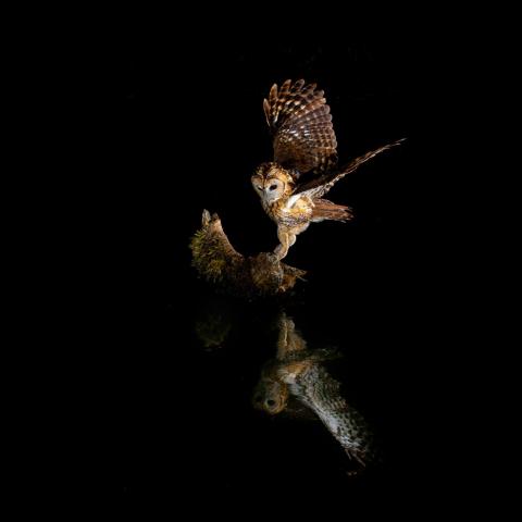 Night reflection. 2017. Primer premio concurso de fotografía de Naturaleza “Vive tu espacio”