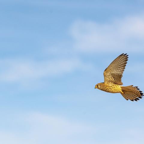 Hembra de Cernícalo primilla (Falco naumanni).