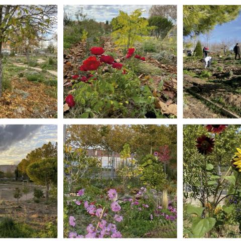 Un bosque y un huerto ecológico en el patio del instituto