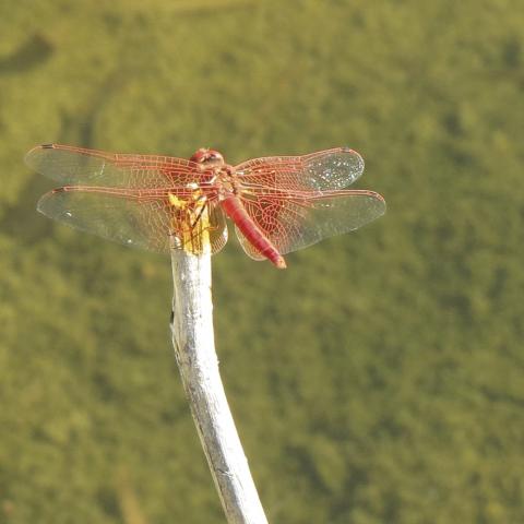 Imago macho de Trithemis kirbyi, soleándose en una charca artificial en La Poblachuela, Ciudad Real.