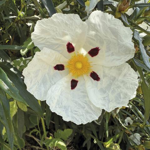 La flor de la jara pringosa es, sin duda, uno de los símbolos de la primavera en los Montes de Toledo.