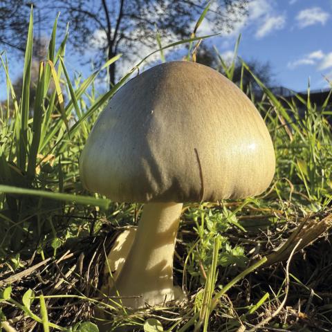 Las condiciones de humedad de este pasado otoño e invierno han permitido la proliferación de numerosos hongos, incluso en nuestros parques urbanos.