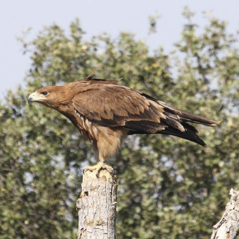 Águila imperial juvenil