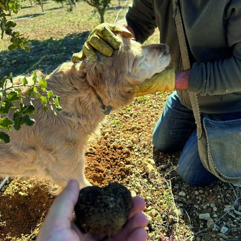 Jornada de recolección de trufa negra con ayuda de perros en el municipio de Lagunaseca.