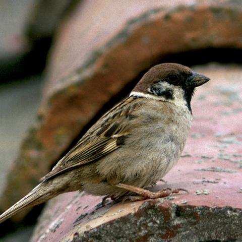 Pájaro sobre el tejado