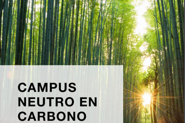 imagen bosque de bambú