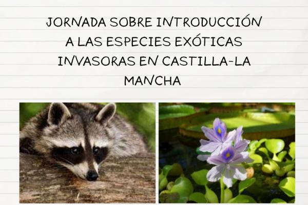 foto mapache y planta invasora